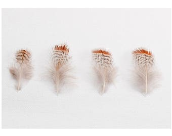 Large Wall Art Print, Fine Art Photography Print, Nature Photography, Neutral Wall Decor, Bird Art, Home Decor, Partridge Feather