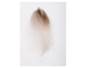 Large Wall Art Print, Fine Art Photography Print, Nature Photography, Neutral Wall Decor, Bird Art, Home Decor, Wood Duck Feather