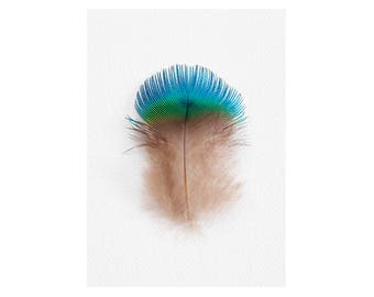 Large Wall Art Print, Fine Art Photography Print, Nature Photography, Neutral Wall Decor, Bird Art, Home Decor, Peacock Feather