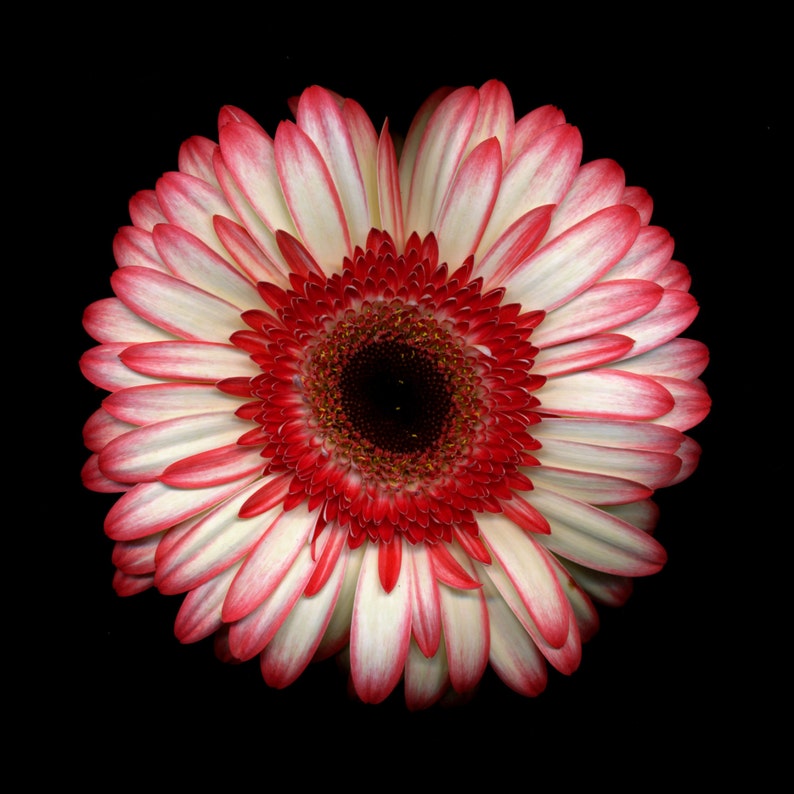 Gerbera Daisy Photography Fine Art Photograph Nature Etsy