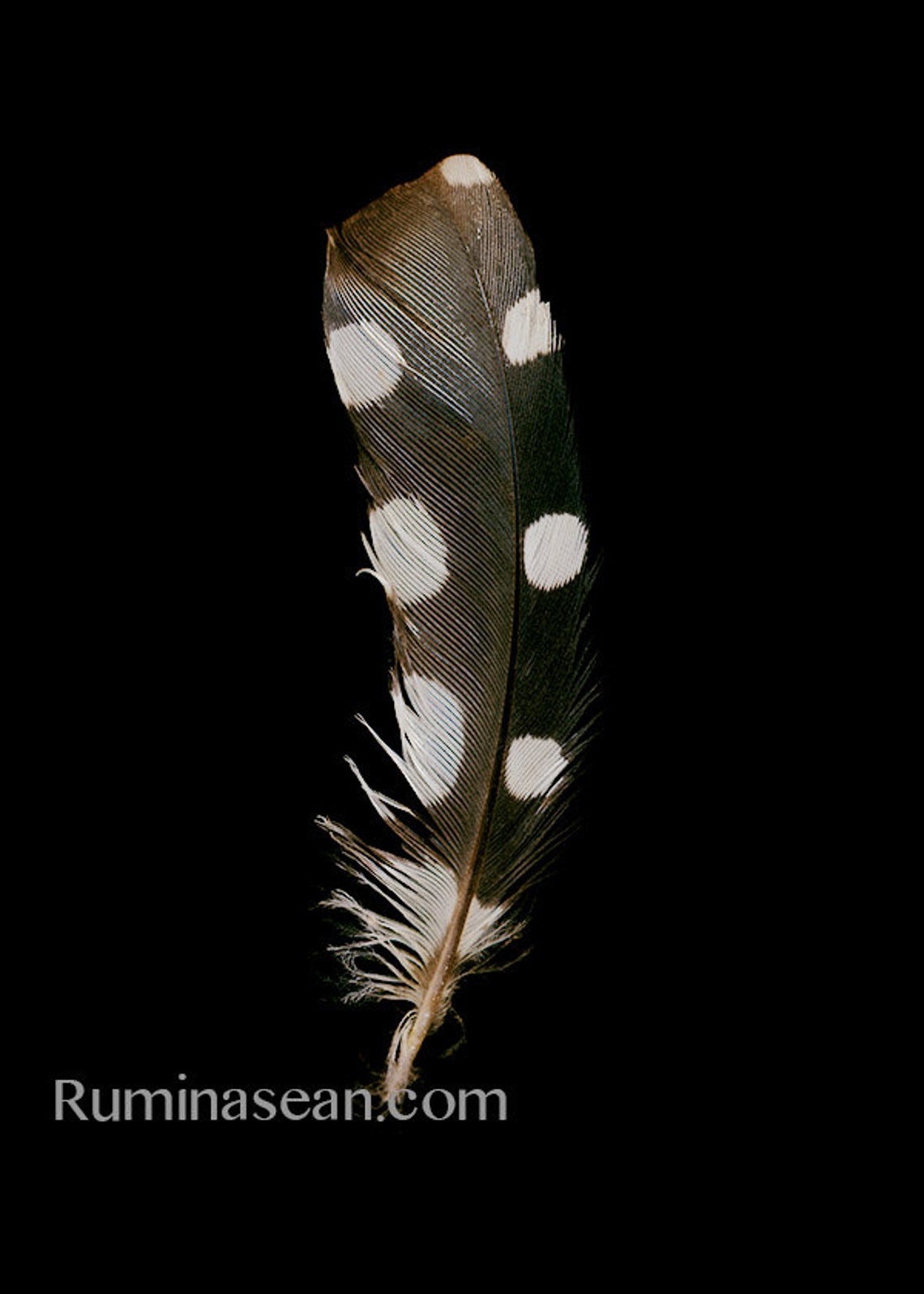 Spotted Woodpecker Feather Portrait Polka Dot Photography | Etsy