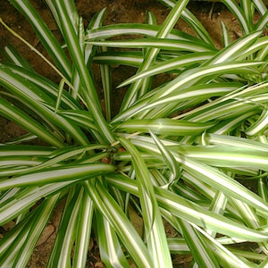 Variegated SPIDER / AIRPLANE Plant - rooted Live Starter Size 6 - 7&quot; or more