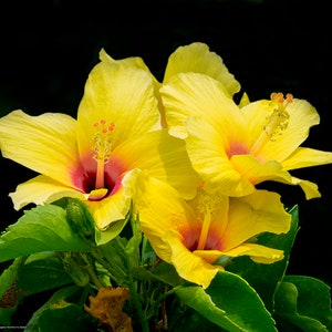 May include: A cluster of vibrant yellow hibiscus flowers with red and pink centers and prominent stamens. The petals are soft and layered, with green leaves in the foreground against a black background. The flowers are in full bloom, showcasing their delicate beauty.