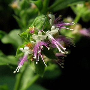 May include: Close-up of a cluster of small, white flowers with pink, feathery petals. The flowers are blooming on a green stem with leaves.