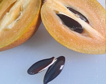 Tropical Fruit Seeds Etsy