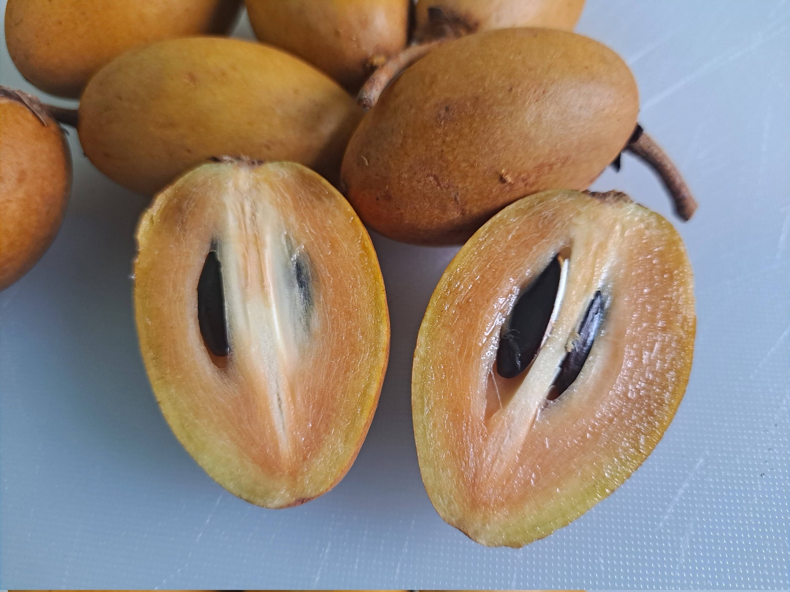 chikoo seeds chikoo seeds