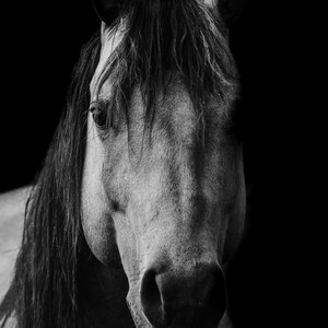 印刷可能な馬のメモまたはグリーティングカード
