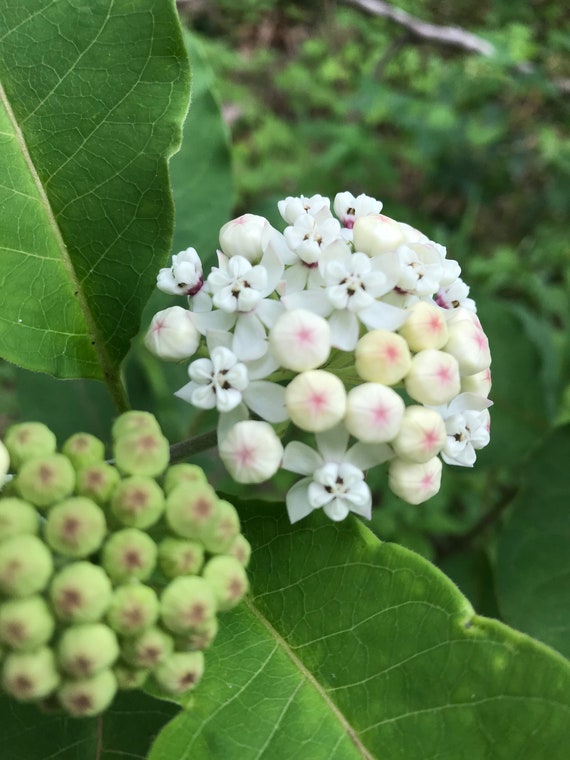 Redring Milkweed Seed Asclepias Variegata Etsy