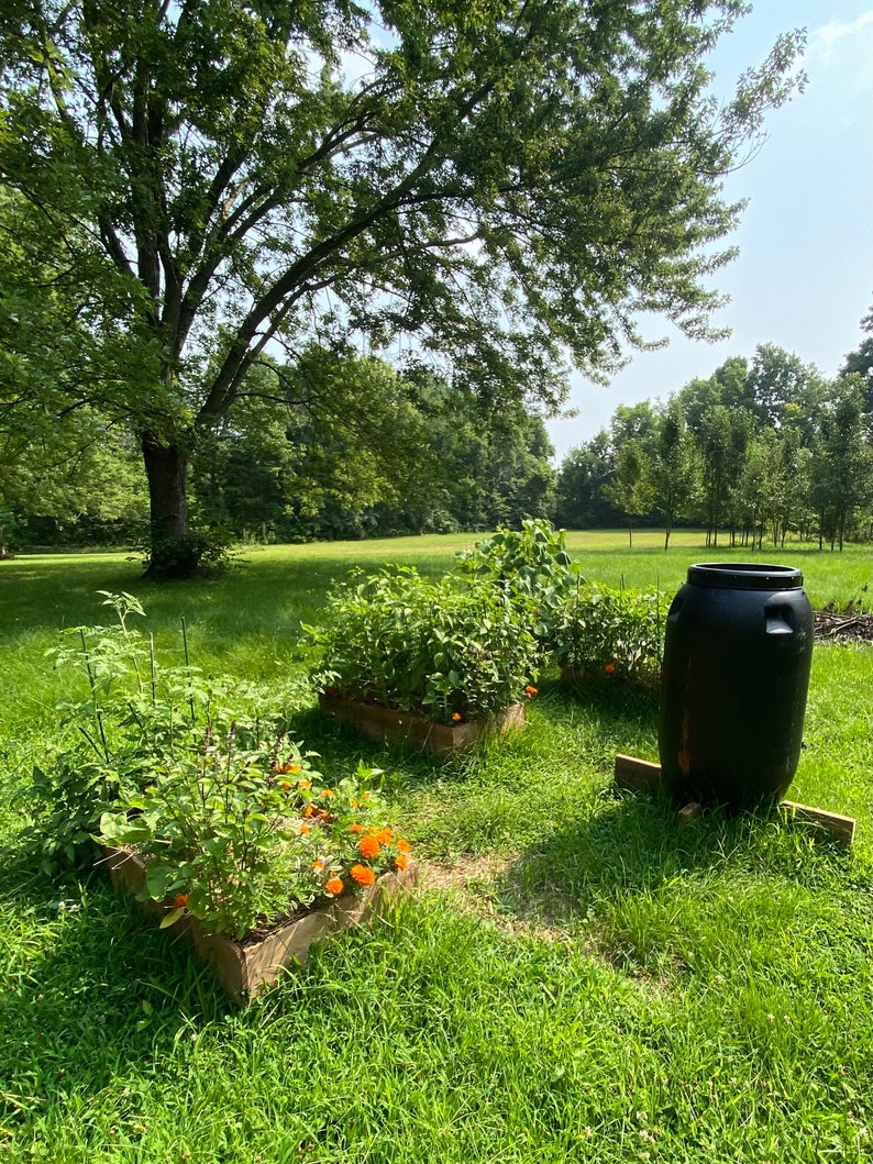 Rain Barrel, DIY Kit, Used Food Grade Barrel, Upcycled, 63 Gallon Size