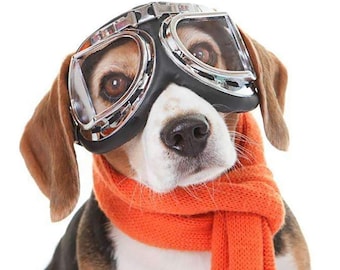 dog aviator sunglasses