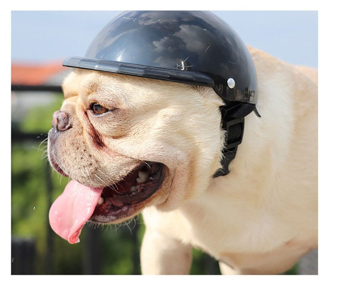 Dog Pet Safety Helmet Dog Motorcycle Helmet Dog Hat Etsy