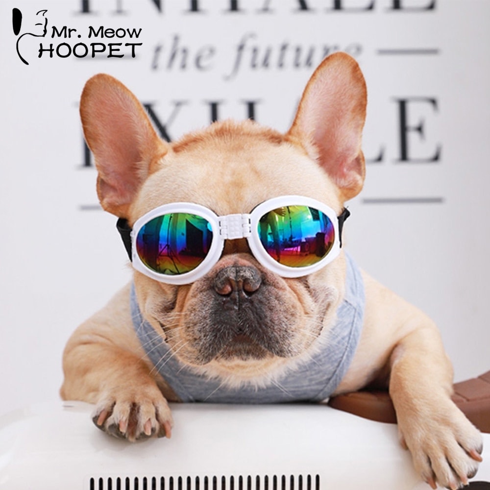French sales bulldog goggles