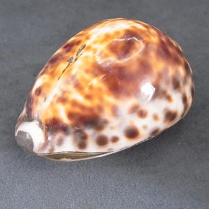 May include: A polished cowrie shell featuring a smooth, glossy surface with a mottled pattern of dark brown and tan spots over a cream-colored base. The shell has an elongated, rounded shape with a distinct, narrow opening along the bottom edge.