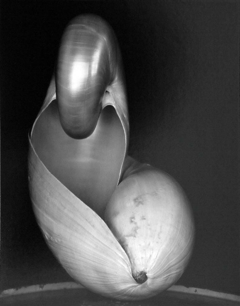 Edward Weston - Etsy