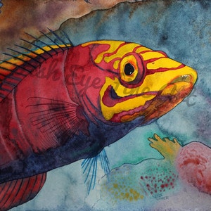 Mystery Wrasse Fish Watercolor Art | Tropical Fish Art Painting |  Limited Edition Museum Quality Giclee Print | Fish Nature Lover Art