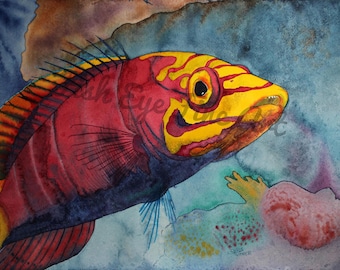 Mystery Wrasse Fish Art | Watercolor Tropical Fish Art Painting | High Quality Print | Fish Nature Lover Art