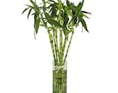 7 Lucky Bamboo Plant 4 INCHES Stalks, Bamboo wall for the rim of your aquarium, Lucky Bamboo, Wedding Favors