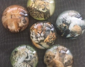 Tiger magnets, big cat magnets, big cat mom and baby magnets featuring cute wild cats, tigers, cheetahs and more