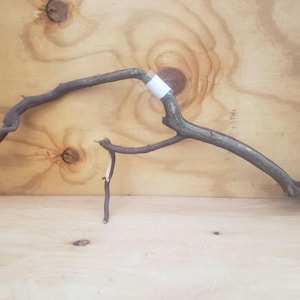 Manzanita forked curved branch 27&quot; long #17
