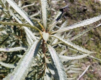 Fresh Yerba Santa leaves Pesticide free Organic 100% Natural 1/2 pound 8oz.