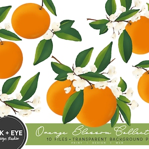 Orange Blossom Clipart, Citrus Fruit Branches and Flowers PNG, Greenery Foliage Graphics, Wedding Invitation Clipart