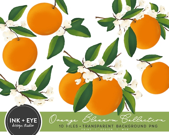 Orange Blossom Clipart, Citrus Fruit Branches and Flowers PNG, Greenery Foliage Graphics, Wedding Invitation Clipart