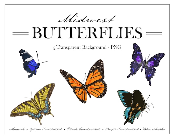 Hand painted Butterfly Clipart PNG, Butterfly Bundle - Monarch and Swallowtail digital PNG