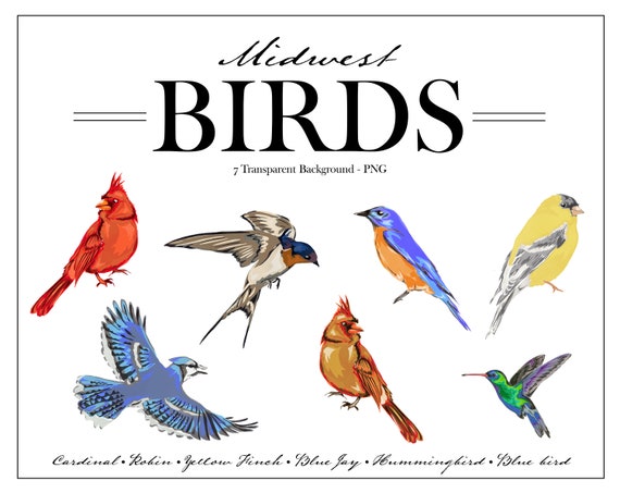 Hand Painted Bird PNG - Digital Birds Clipart BUNDLE - Midwest Bird Digital Collection - PNG