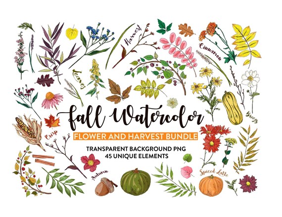 Fall Watercolor Flower PNG, Pumpkin PNG, Fall Clipart, Fall Harvest BUNDLE