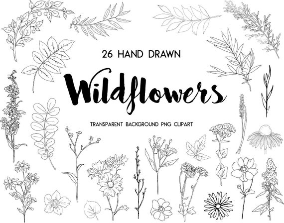 Wildflower Clipart, Organic Ink Wildflower Clipart - PNG