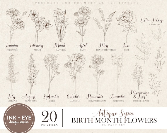 Antique Birth Month Flower Clipart, Sepia Floral PNG bundle, Antique Line Drawn Flowers, Minimalist Flowers, Antique Botanical Clipart