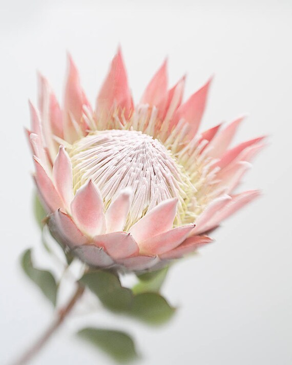 Pink Protea Floral Print Photography print art for your Etsy