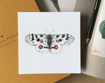 Square postcard, clodius parnassian butterfly, Parnassius clodius