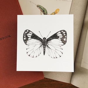 Square postcard, Chiricahua white butterfly, Neophasia terlooii
