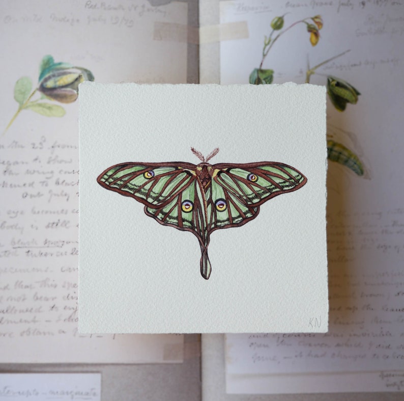 Original watercolor painting, Spanish moon moth image 1