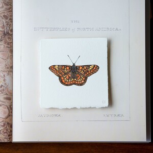 Original watercolor painting, scarce fritillary butterfly