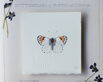 Original watercolor painting, Julia orange tip butterfly