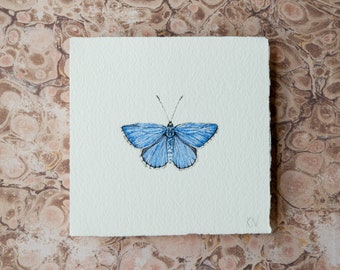 Original watercolor painting, Adonis blue butterfly