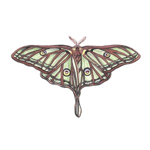 Square postcard, Spanish moon moth