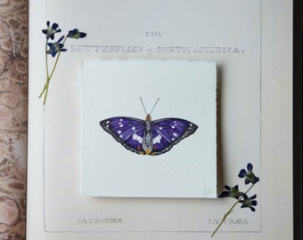 Original watercolor painting, life-size purple emperor butterfly