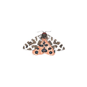 Square postcard, garden tiger moth