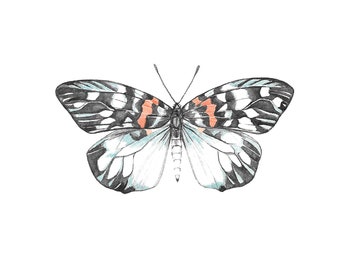 Square postcard, Erasmia pulchera chinensis moth