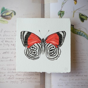 Original watercolor painting, Cramer's 88 butterfly