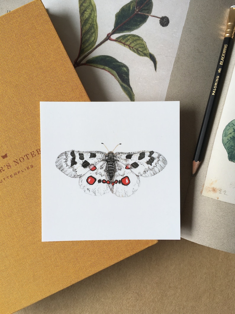 Square postcard, clodius parnassian butterfly, Parnassius clodius image 1