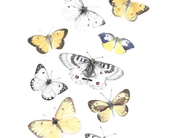 Print of watercolor butterflies, 8x10