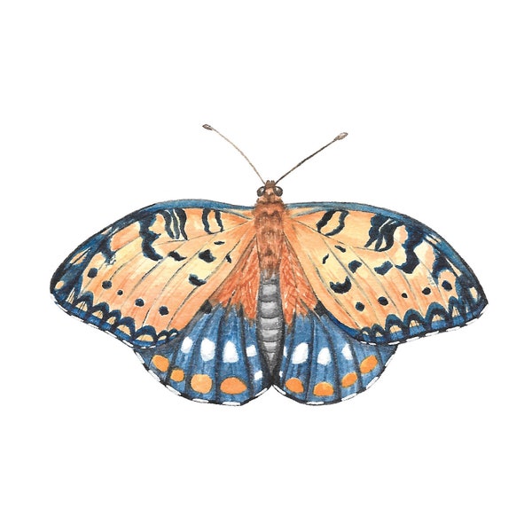 Square postcard, regal fritillary butterfly