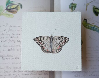 Original watercolor painting, gray pansy butterfly, life-size