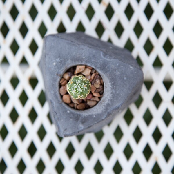 Tétraèdre tronqué géométriques cactus succulentes béton planteur