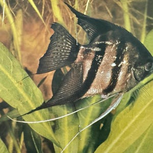 May include: A close-up of an angelfish in an aquarium. The fish has a black body with brown stripes and long, flowing fins. It is surrounded by green aquatic plants.