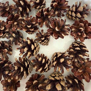 May include: A collection of brown pine cones with light brown tips. The pine cones are arranged on a white surface. The image shows a variety of sizes and shapes of the pine cones, with some open and some closed.